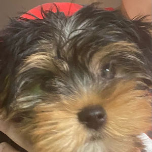 Meet your Posher, Mason